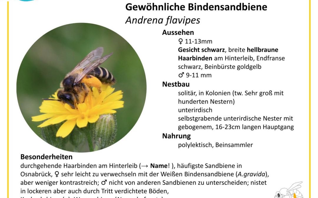Andrena flavipes – Gewöhnliche Bindensandbiene