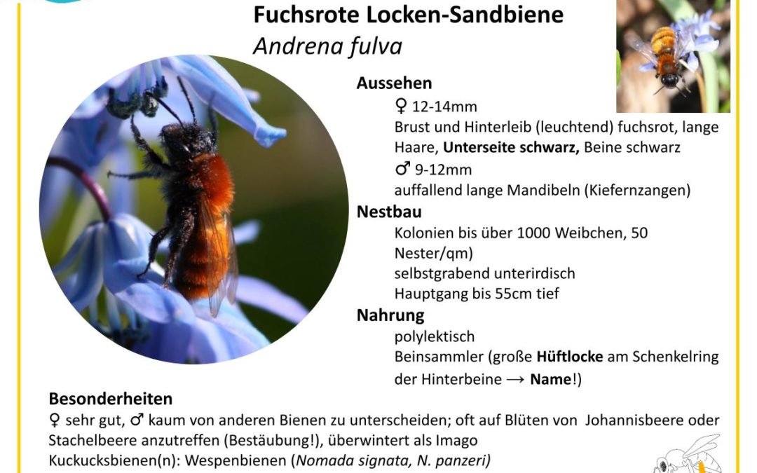 Andrena fulva – Fuchsrote Locken-Sandbiene