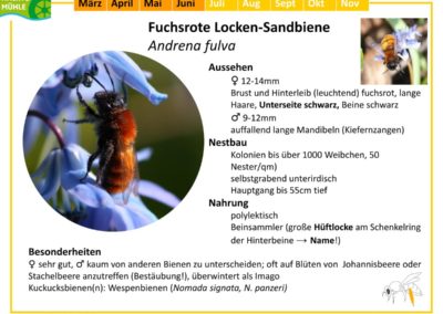 Andrena fulva – Fuchsrote Locken-Sandbiene