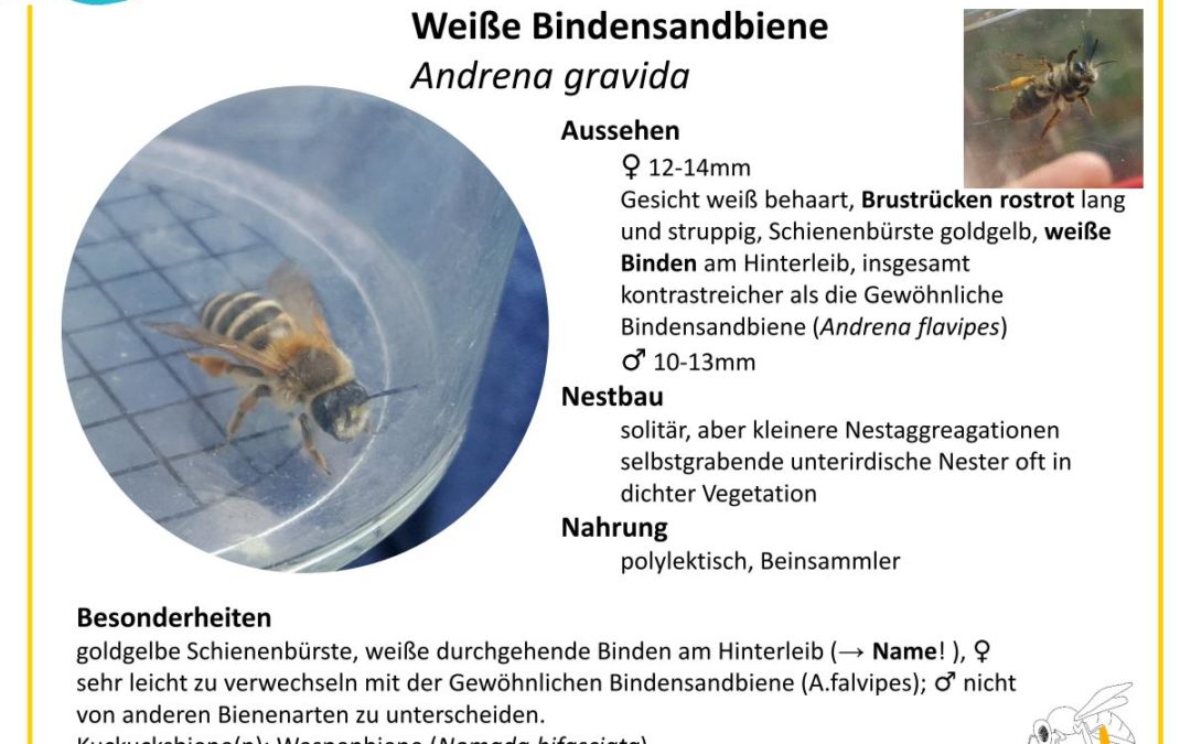Andrena gravida – Weiße Bindensandbiene