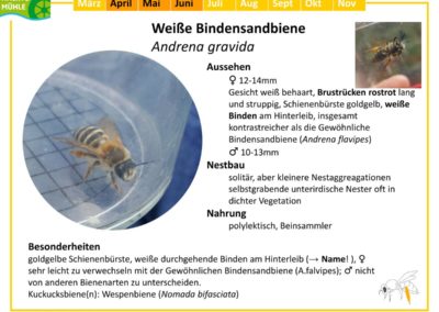 Andrena gravida – Weiße Bindensandbiene