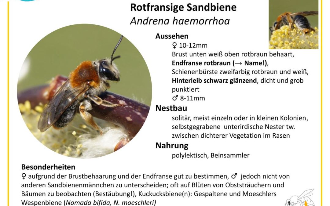 Andrena haemorrhoa – Rotfransige Sandbiene