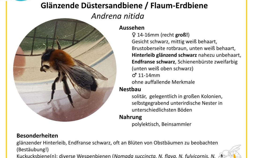 Andrena nitida – Glänzende Düstersandbiene / Flaum-Erdbiene