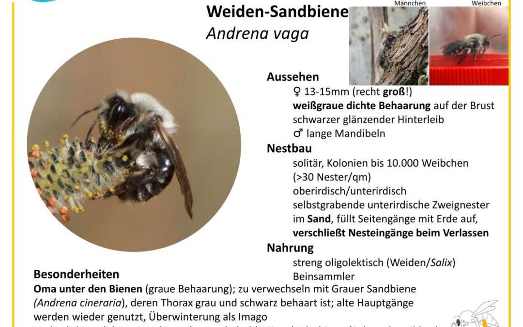 Andrena vaga – Weiden-Sandbiene