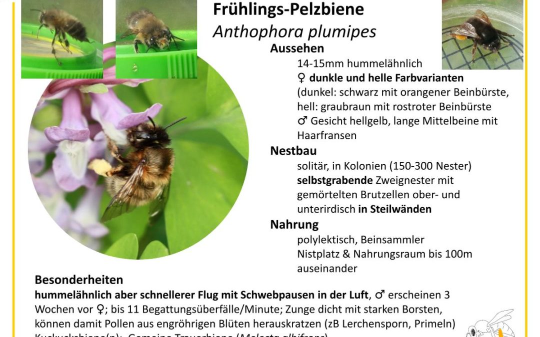 Anthophora plumipes – Frühlings-Pelzbiene