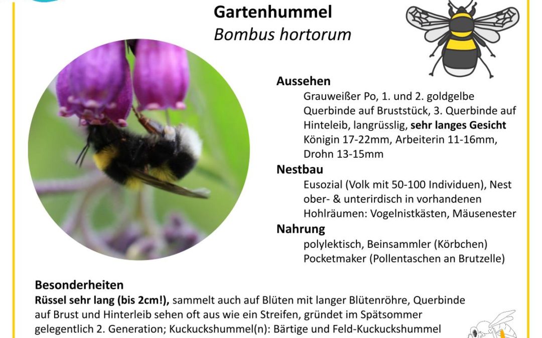 Bombus hortorum – Gartenhummel