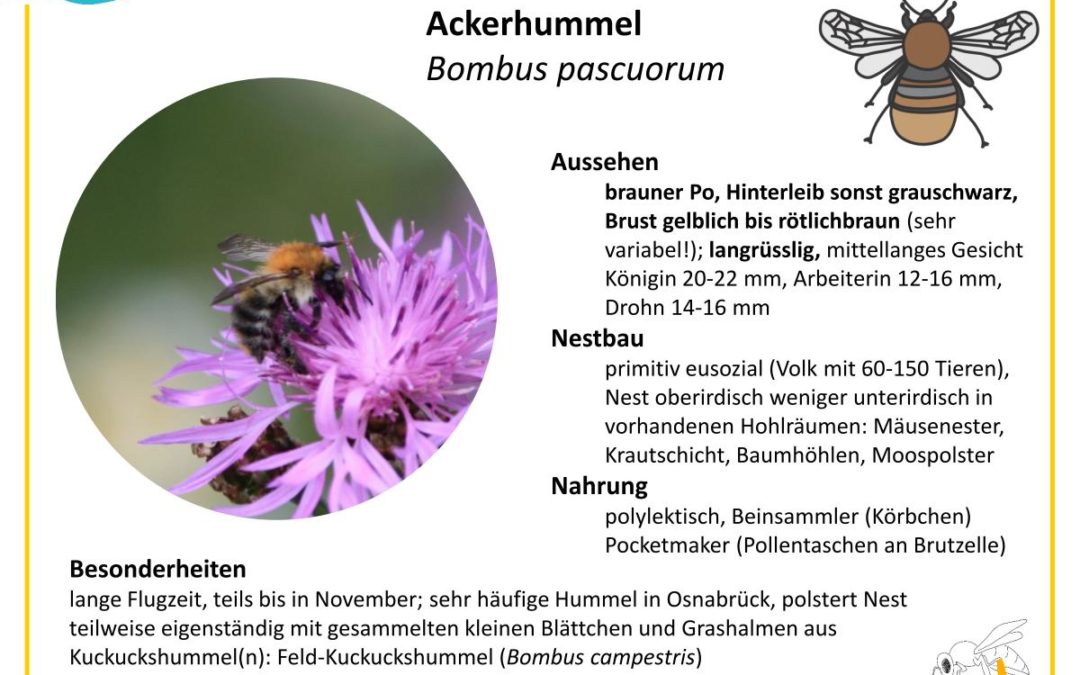 Bombus pascuorum – Ackerhummel