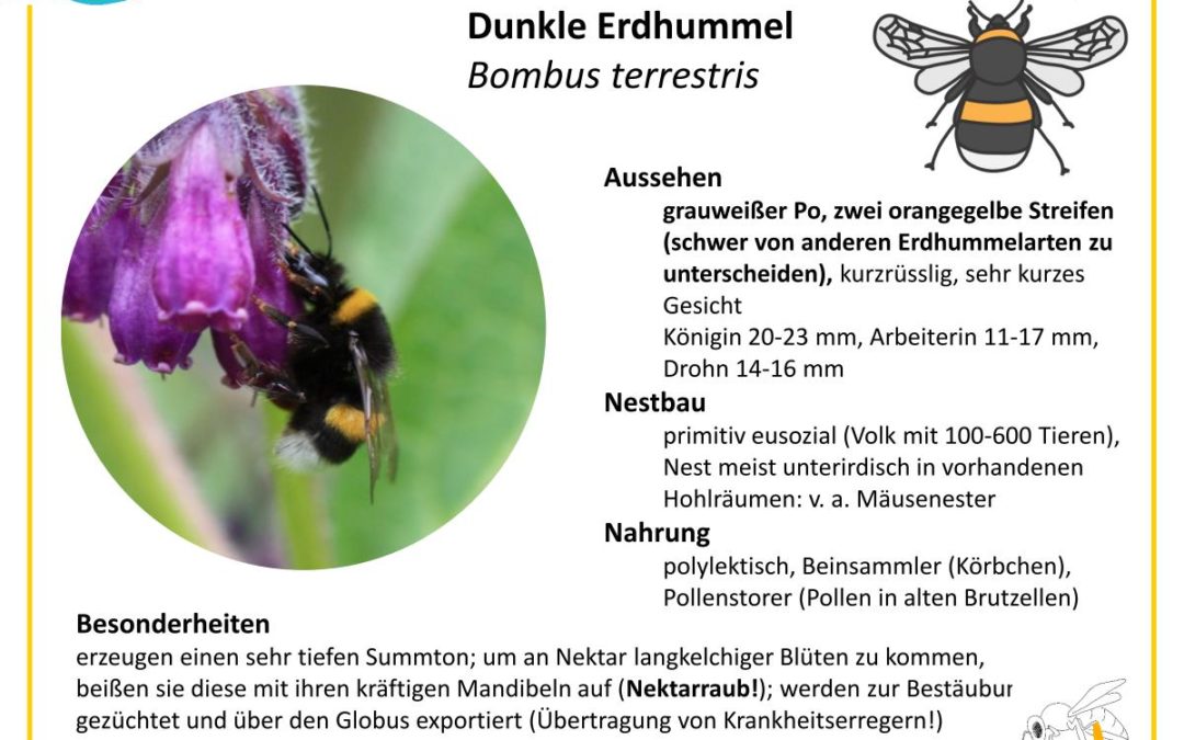 Bombus terrestris – Dunkle Erdhummel