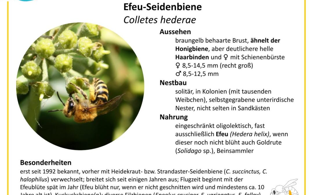 Colletes hederae – Efeu-Seidenbiene