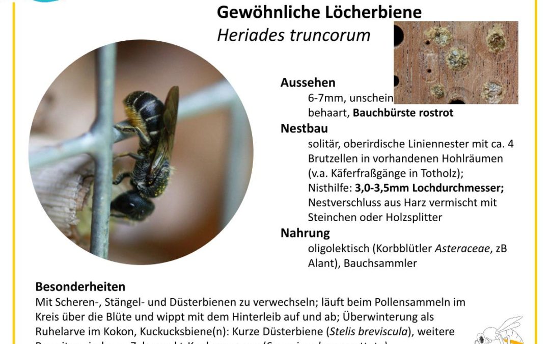Heriades truncorum – Gewöhnliche Löcherbiene