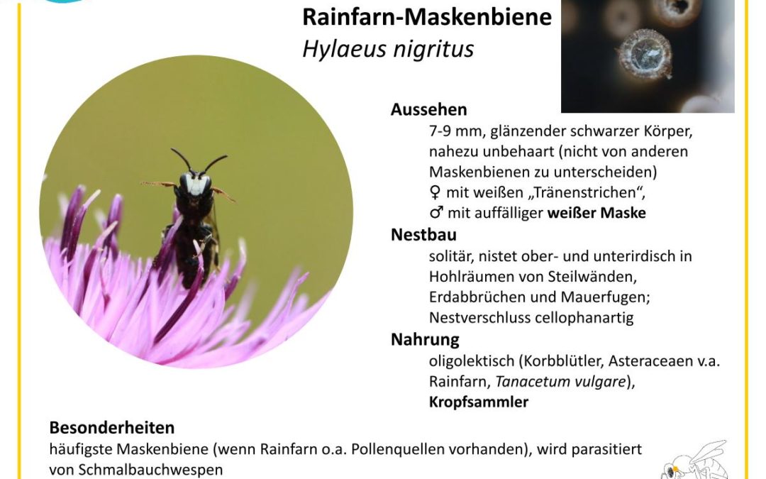Hylaeus nigritus – Rainfarn-Maskenbiene