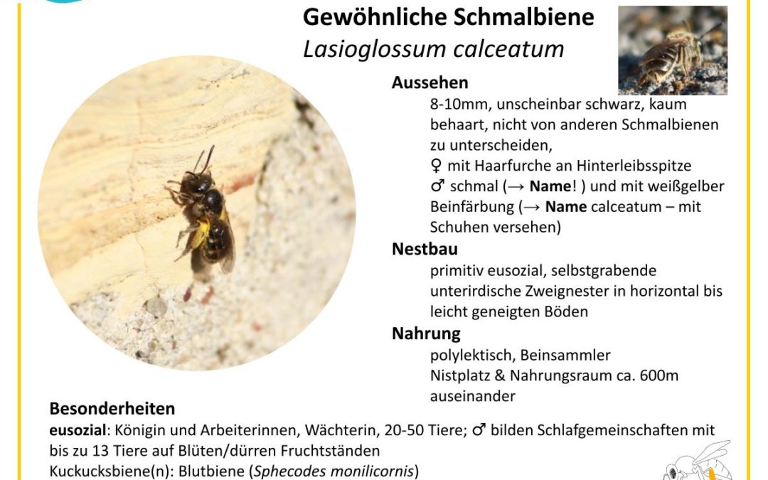 Lasioglossum calceatum – Gewöhnliche Schmalbiene