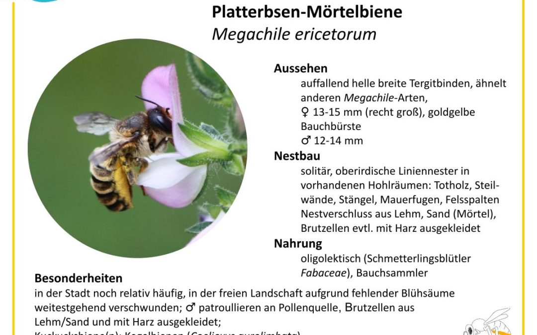 Megachile ericetorum – Platterbsen-Mörtelbiene