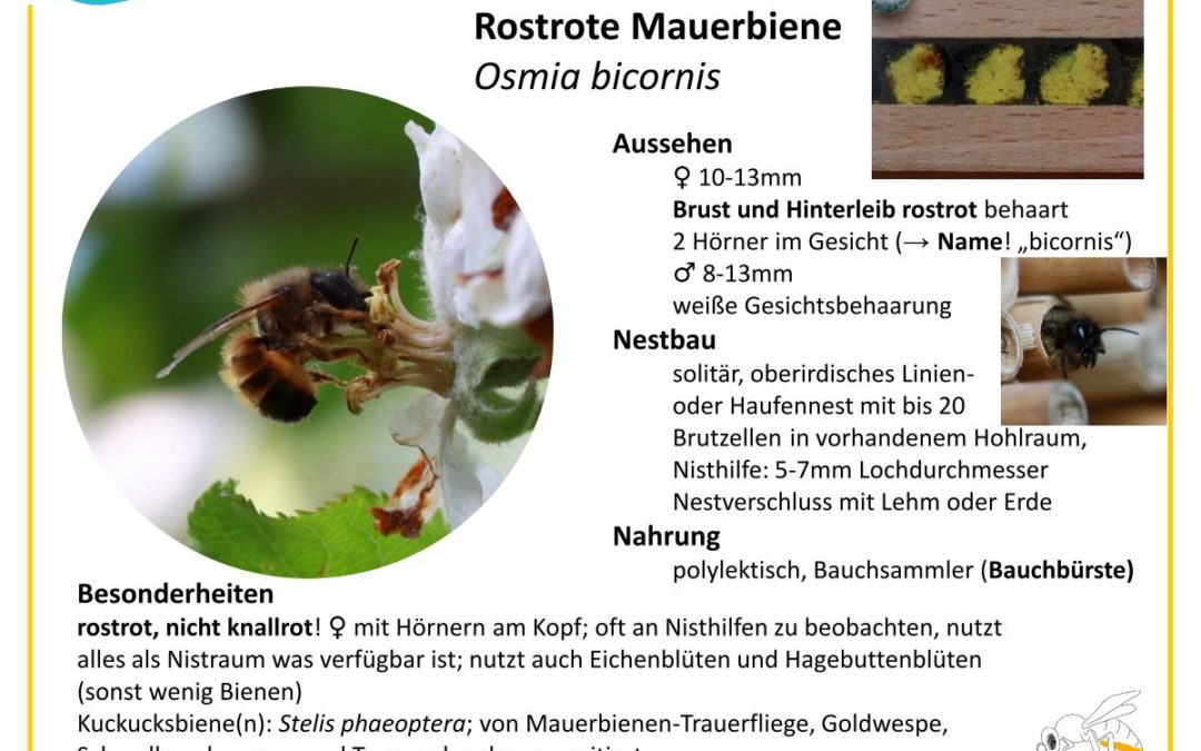 Osmia bicornis – Rostrote Mauerbiene