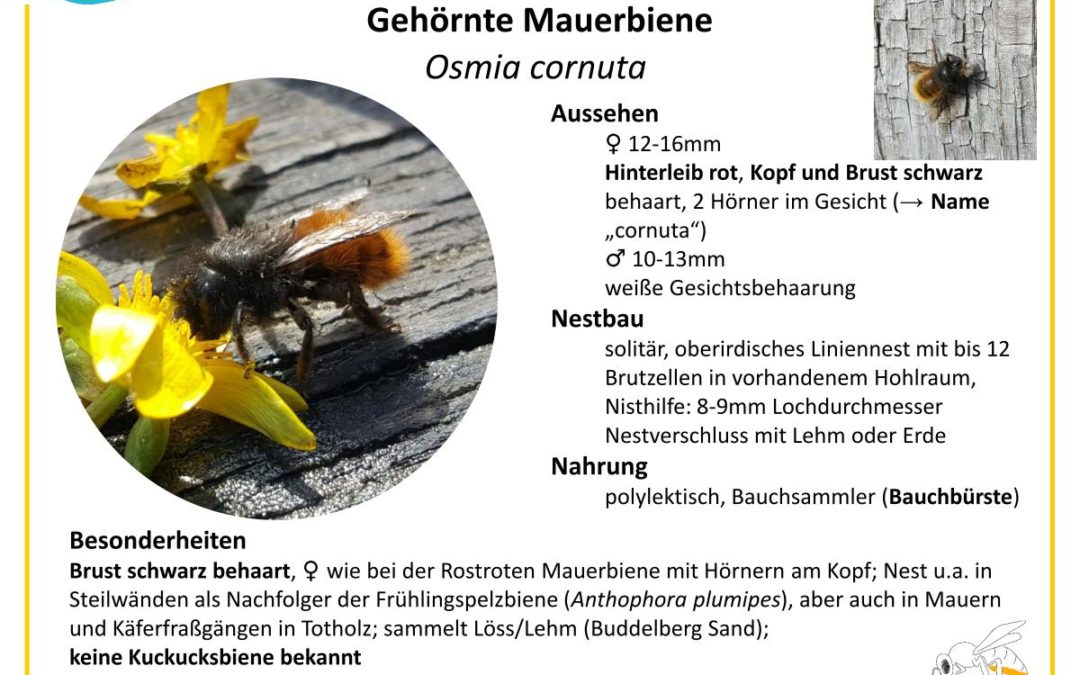 Osmia cornuta – Gehörnte Mauerbiene