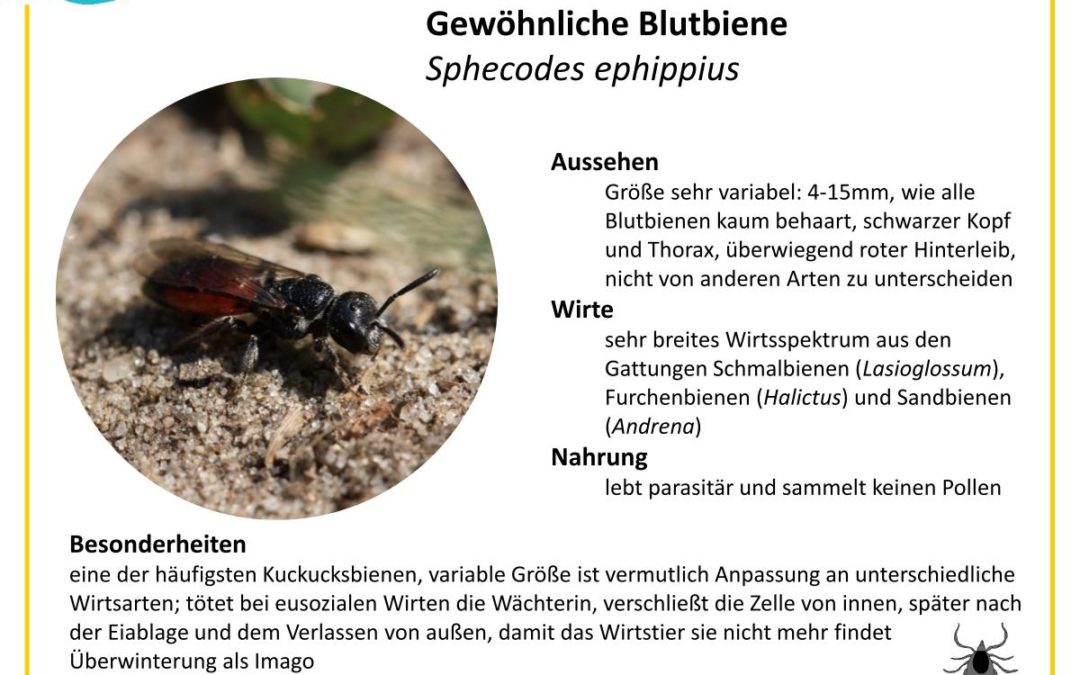 Sphecodes ephippius – Gewöhnliche Blutbiene