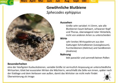Sphecodes ephippius – Gewöhnliche Blutbiene