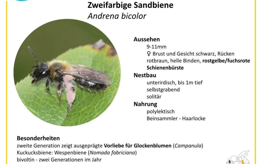 Andrena bicolor – Zweifarbige Sandbiene