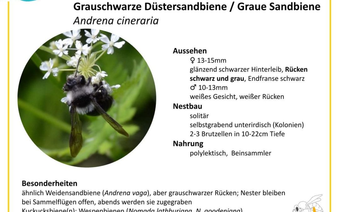 Andrena cineraria – Grauschwarze Düstersandbiene / Graue Sandbiene
