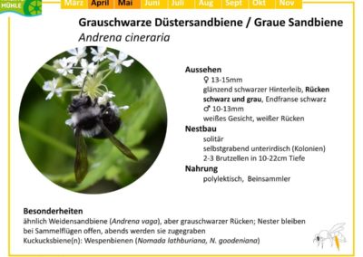 Andrena cineraria – Grauschwarze Düstersandbiene / Graue Sandbiene