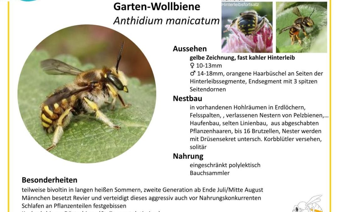 Anthidium manicatum – Garten-Wollbiene