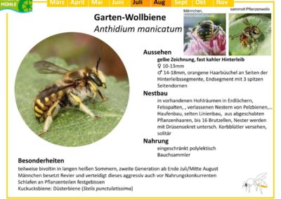 Anthidium manicatum – Garten-Wollbiene