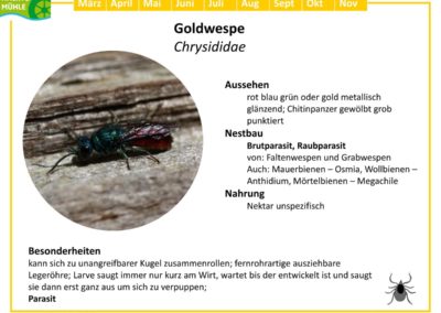 Chrysididae – Goldwespe