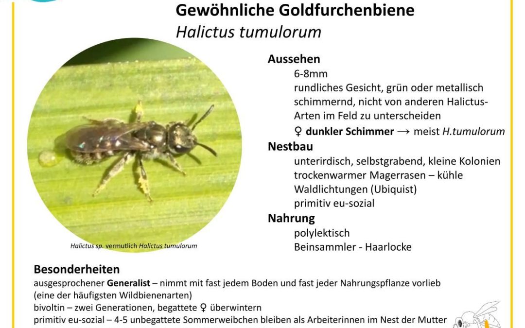 Halictus tumulorum – Gewöhnliche Goldfurchenbiene