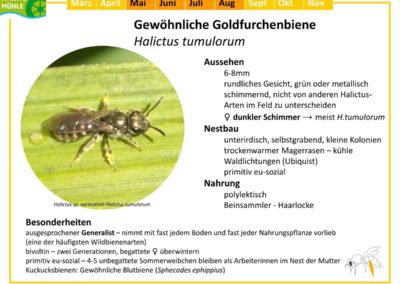 Halictus tumulorum – Gewöhnliche Goldfurchenbiene