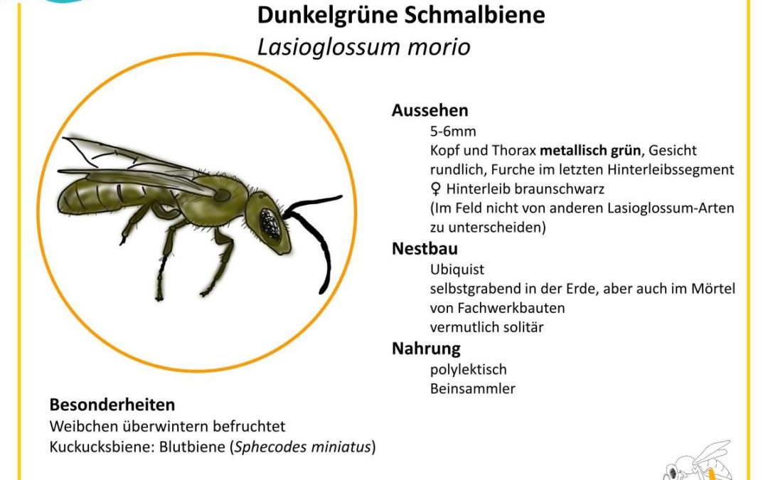 Lasioglossum morio – Dunkelgrüne Schmalbiene