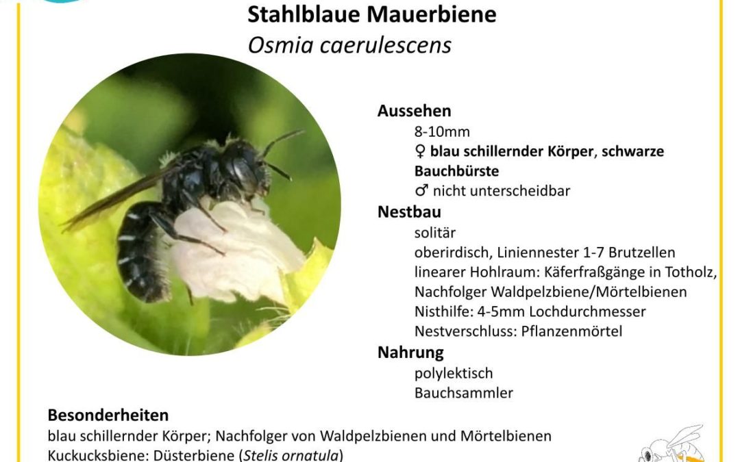 Osmia caerulescens – Stahlblaue Mauerbiene
