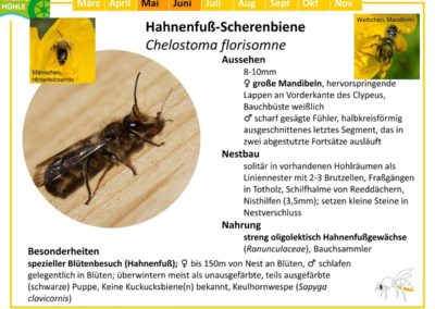 Chelostoma florisomne – Hahnenfuß-Scherenbiene