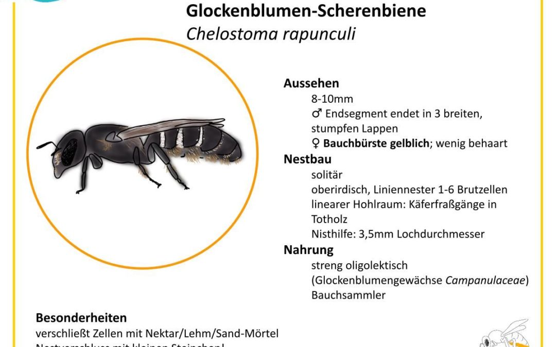 Chelostoma rapunculi – Glockenblumen-Scherenbiene
