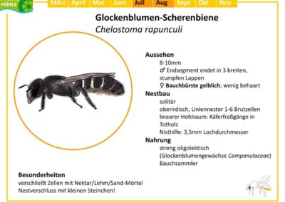Chelostoma rapunculi – Glockenblumen-Scherenbiene