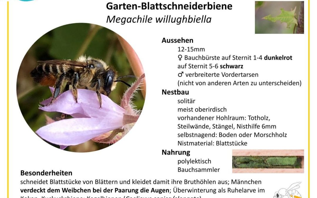 Megachile willughbiella – Garten-Blattschneiderbiene