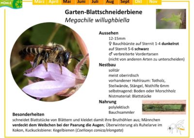 Megachile willughbiella – Garten-Blattschneiderbiene