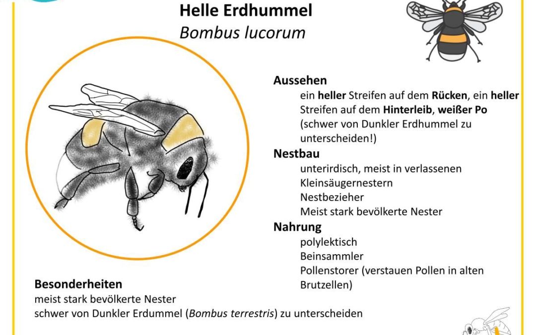 Bombus lucorum – Helle Erdhummel