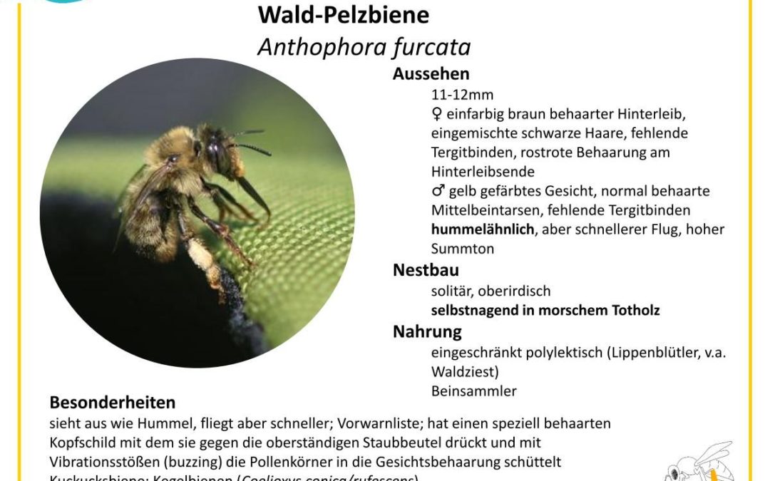 Anthophora furcata – Wald-Pelzbiene