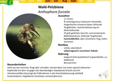 Anthophora furcata – Wald-Pelzbiene