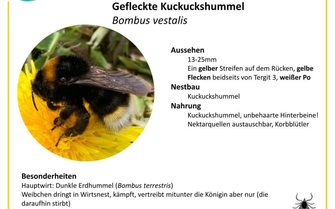 Bombus vestalis – Gefleckte Kuckuckshummel