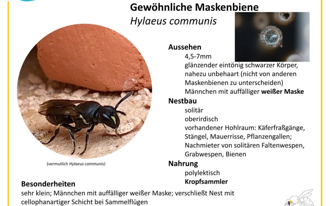 Gewöhnliche Maskenbiene – Hylaeus communis