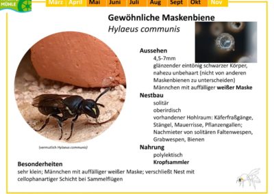 Gewöhnliche Maskenbiene – Hylaeus communis