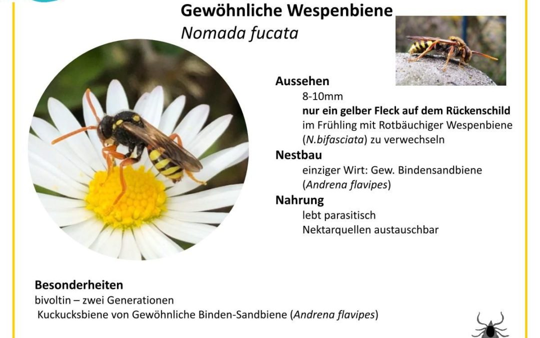 Nomada fucata – Gewöhnliche Wespenbiene