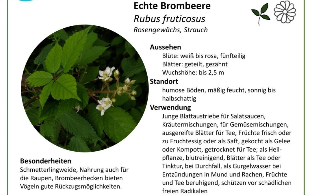 Echte Brombeere – Rubus fruticosus