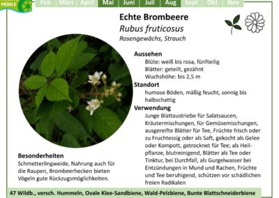 Echte Brombeere – Rubus fruticosus