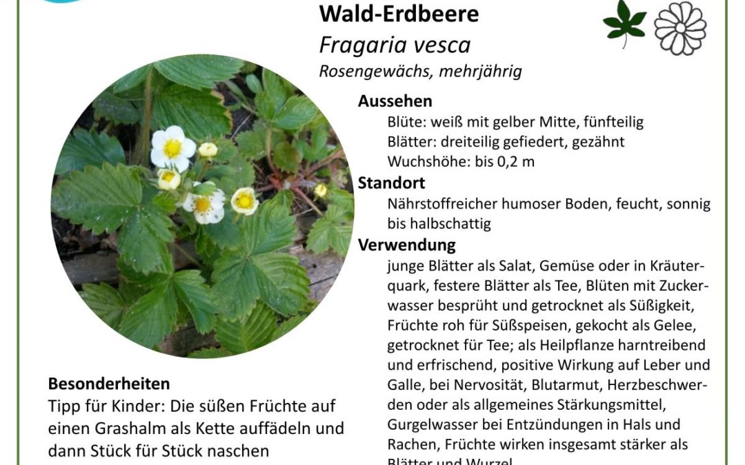 Wald-Erdbeere – Fragaria vesca