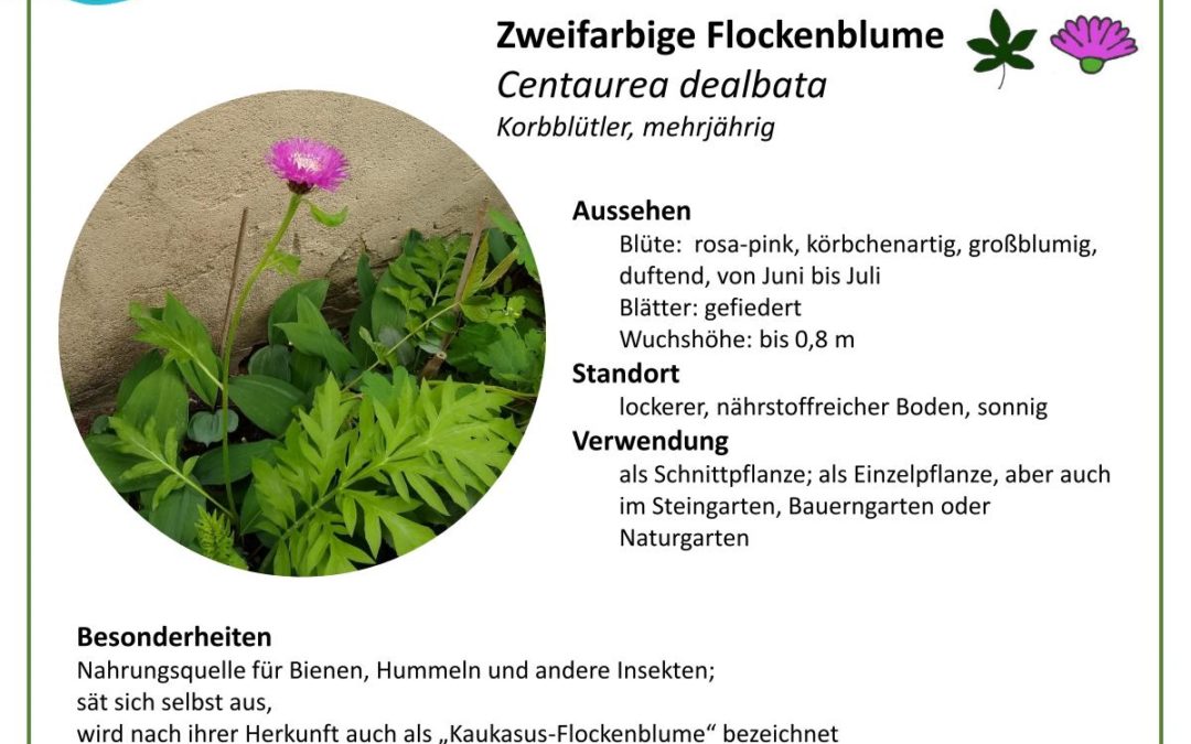 Zweifarbige Flockenblume – Centaurea dealbata