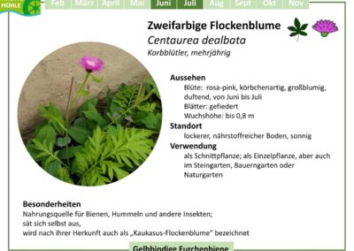 Zweifarbige Flockenblume – Centaurea dealbata