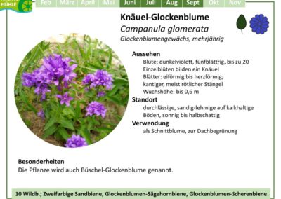 Knäuel-Glockenblume – Campanula glomerata