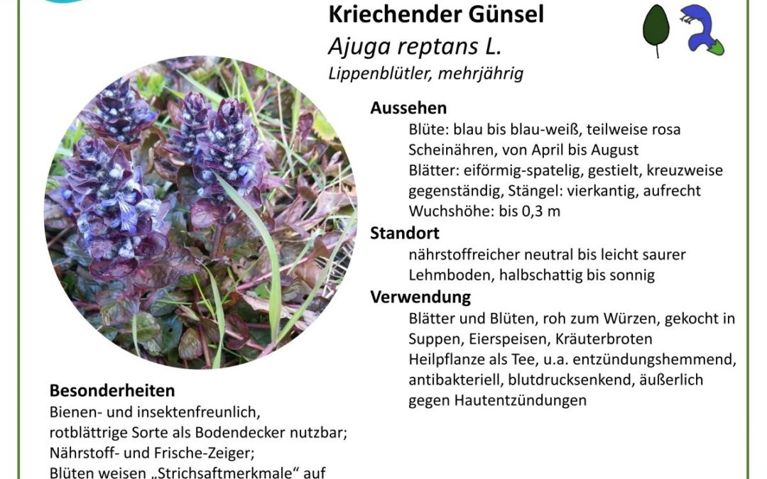 Kriechender Günsel – Ajuga reptans L.